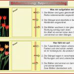 Tulpen Im Frühling Auf tonpapier