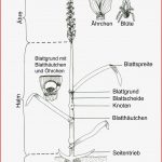 Ualkunde Arbeitsblätter Pdf Worksheets