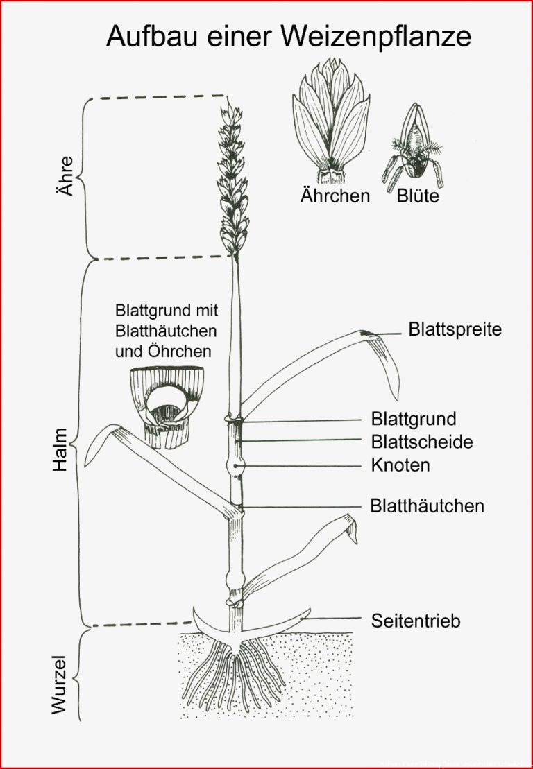 Ualkunde Arbeitsblätter Pdf Worksheets