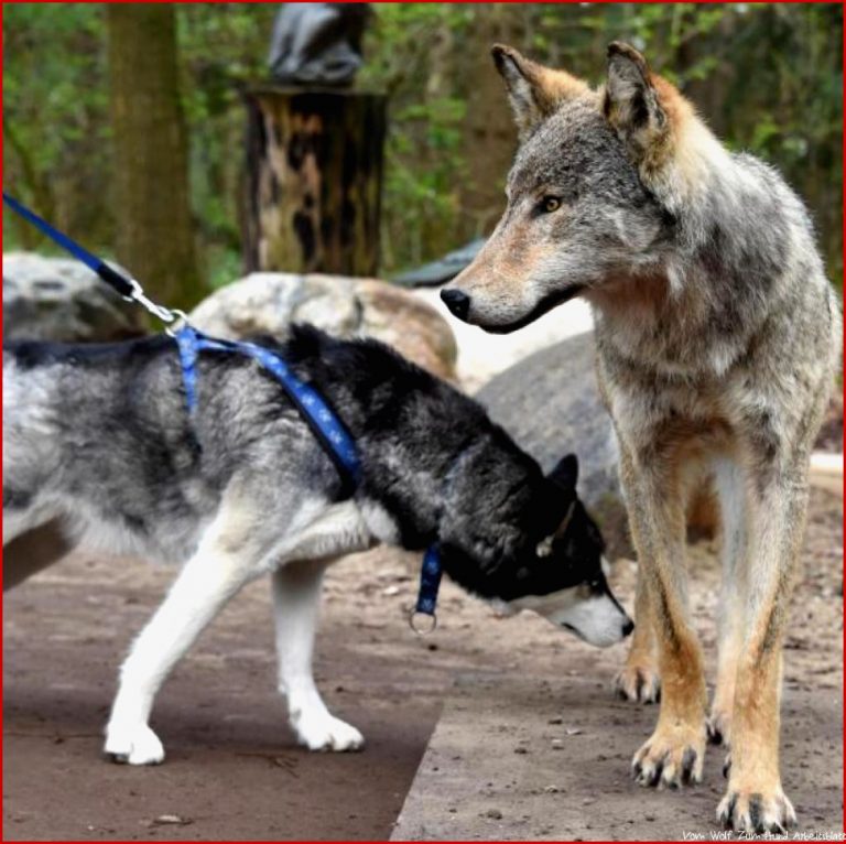 Übergang vom Wolf zum Hund lief nur in einer Weltregion ab