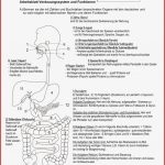 Übersicht Verdauung