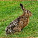 Umweltkontaktstelle Hase Oder Kaninchen
