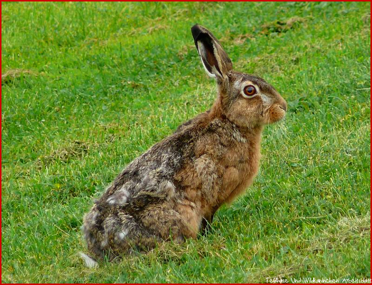 UmweltKontaktstelle Hase oder Kaninchen