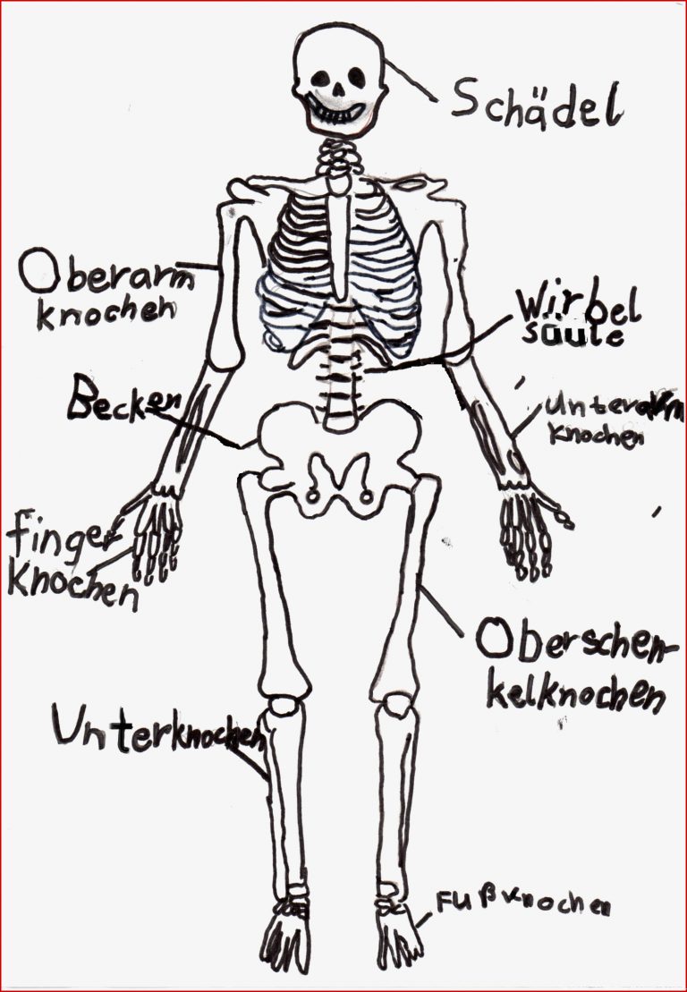 Unser Körper Das Skelett