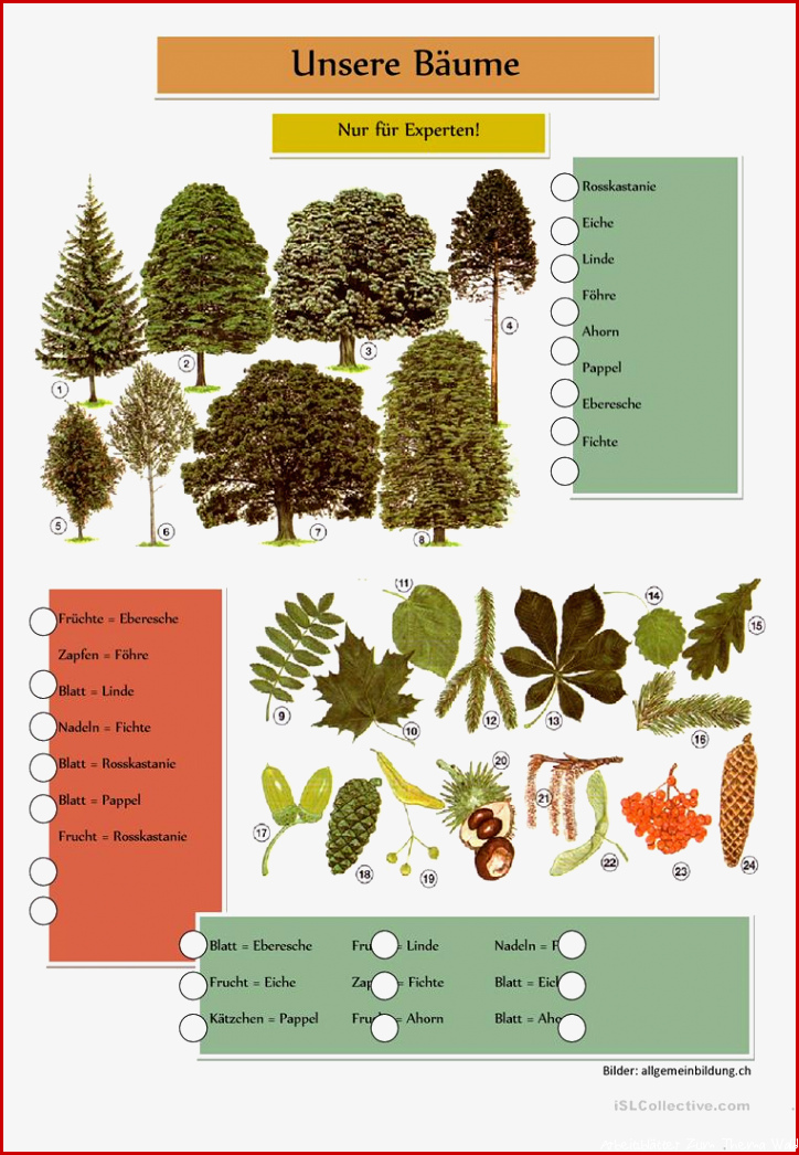 Unsere Bäume Arbeitsblatt Kostenlose DAF Arbeitsblätter