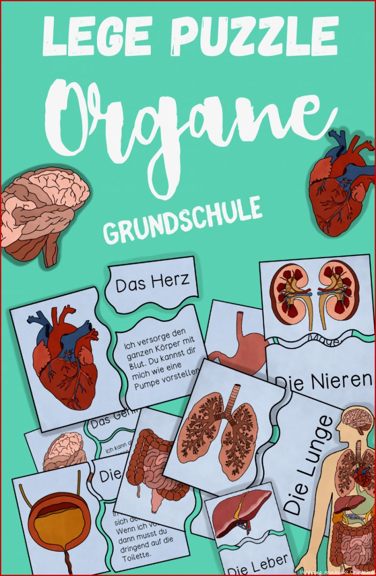 Unsere Organe Puzzle Zuordnungskarten differenziert in