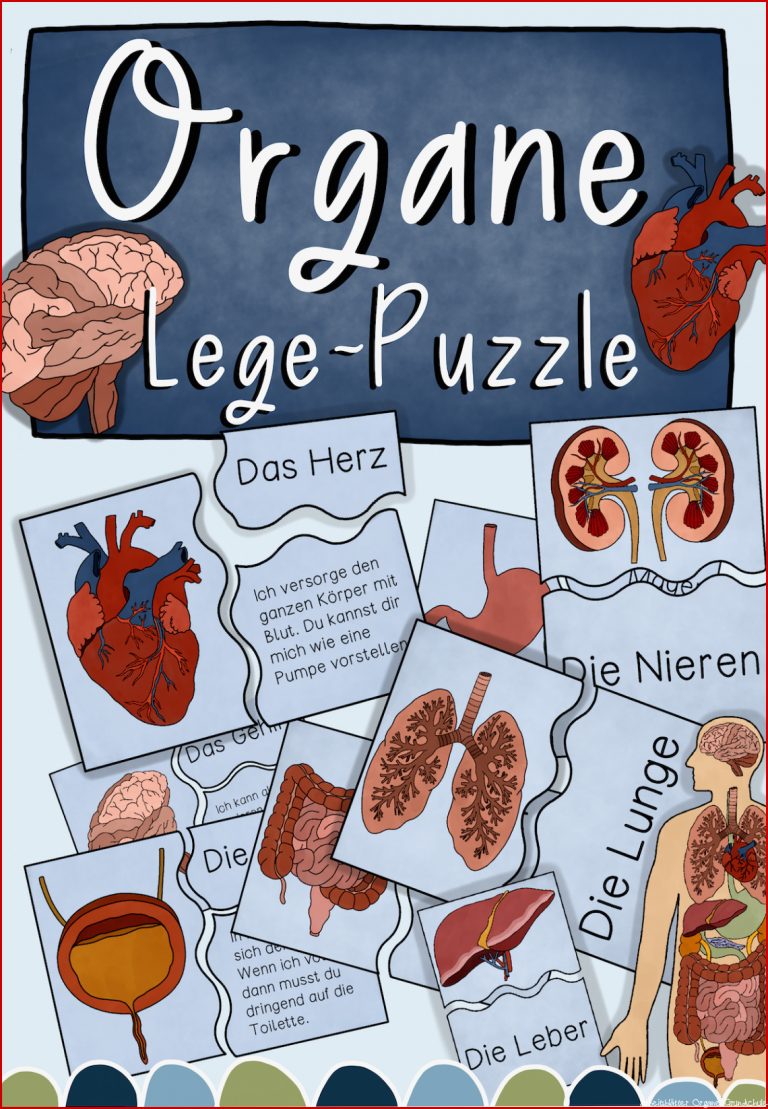 Unsere Organe Puzzle Zuordnungskarten in zwei Versionen