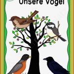 Unsere Vögel Durch themen Körperbau Federn