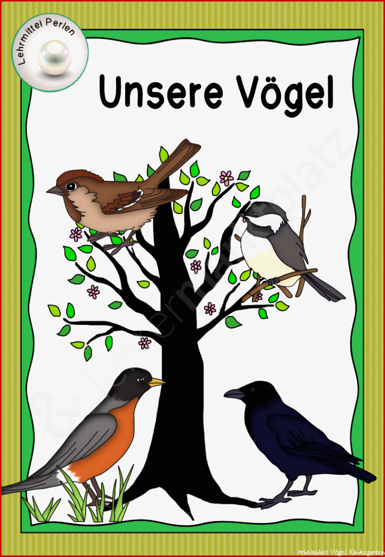 Unsere Vögel Durch Themen Körperbau Federn