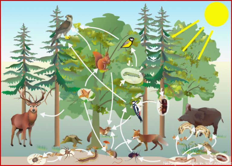 Unterrichtsmaterial Biologie Lebensraum Wald
