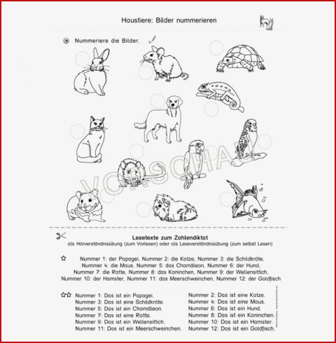 Unterrichtsmaterial Für Daf Daz Zum thema "haustiere"