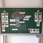 Unterrichtsmaterial Grundschule Pilze Grundschule