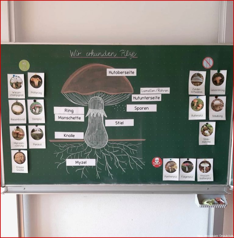 Unterrichtsmaterial Grundschule Pilze Grundschule