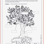 Unterrichtsmaterial Stockwerke Des Waldes Arbeitsblatt Pdf