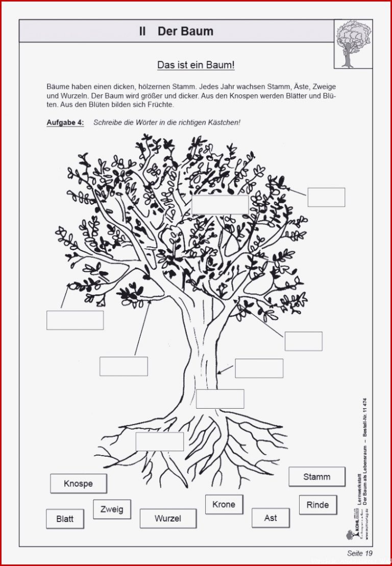 Unterrichtsmaterial Stockwerke Des Waldes Arbeitsblatt Pdf