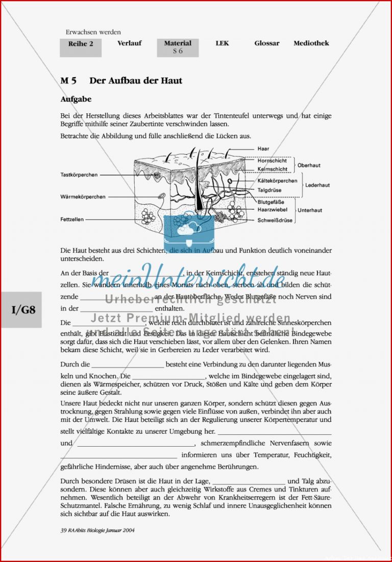 Unterrichtsreihe Pubertät Aufbau Der Haut Hautprobleme