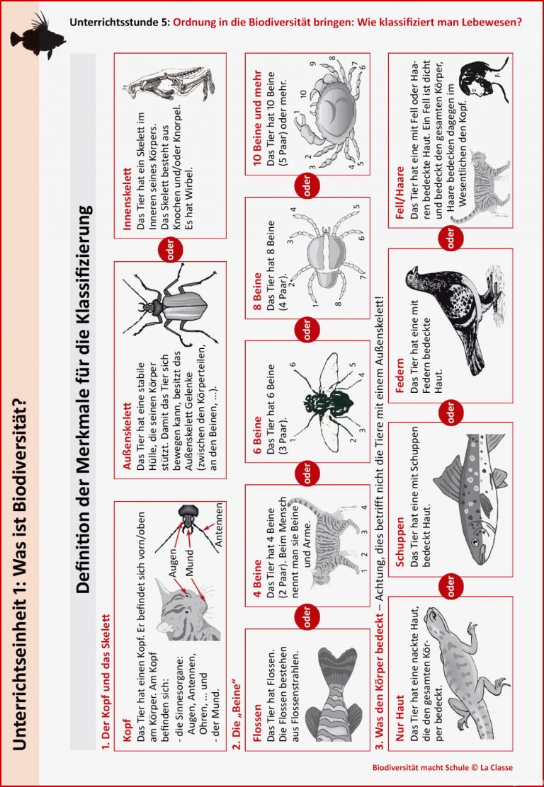 Unterrichtsstunde 5: ordnung In Die BiodiversitÃ¤t Bringen: Wie ...