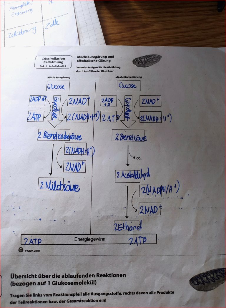 Unterschied Glykolyse Milchsäuregärung alkoholische