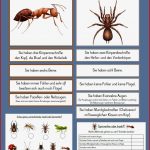 Unterschied Spinnentier Insekt Spielend Leicht