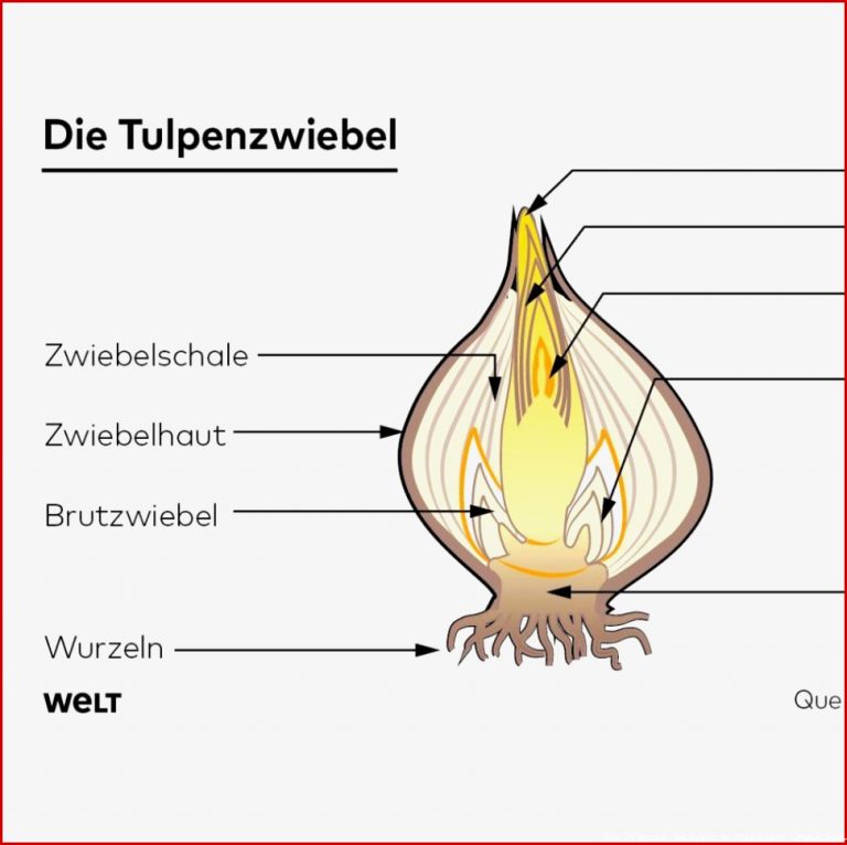 Uralte Strategien Mit sen Tricks überstehen Pflanzen