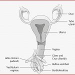 Uterus Und Vagina (anatomie) - Eref, Thieme