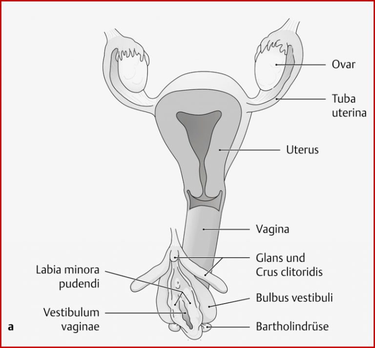 Uterus und Vagina (Anatomie) - eRef, Thieme