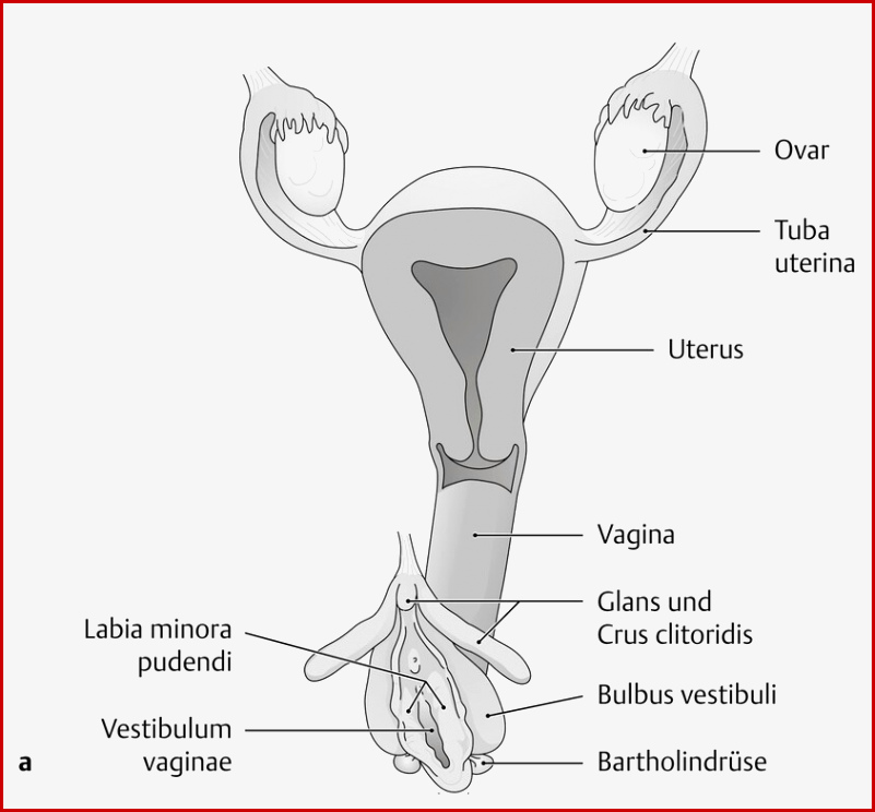 Uterus Und Vagina (anatomie) - Eref, Thieme