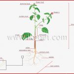 Ve Able Kingdom Plant Structure Of A Plant Image