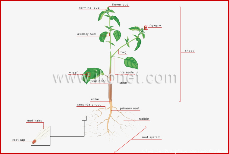 Ve able kingdom plant structure of a plant image