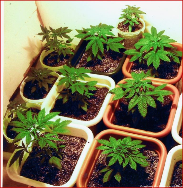 Ve ative Vermehrung von Cannabis Pflanzen Sensi Seeds