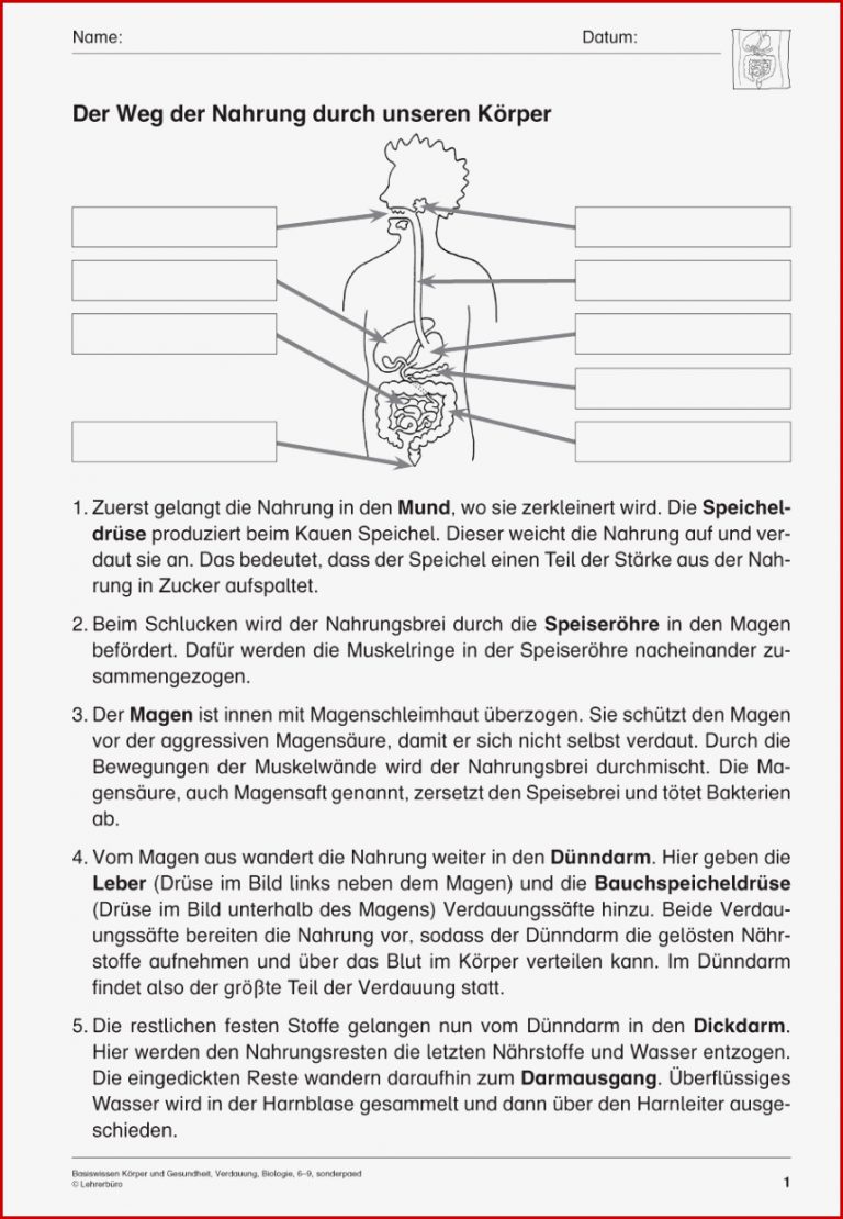 Verdauung Arbeitsblatt Grundschule