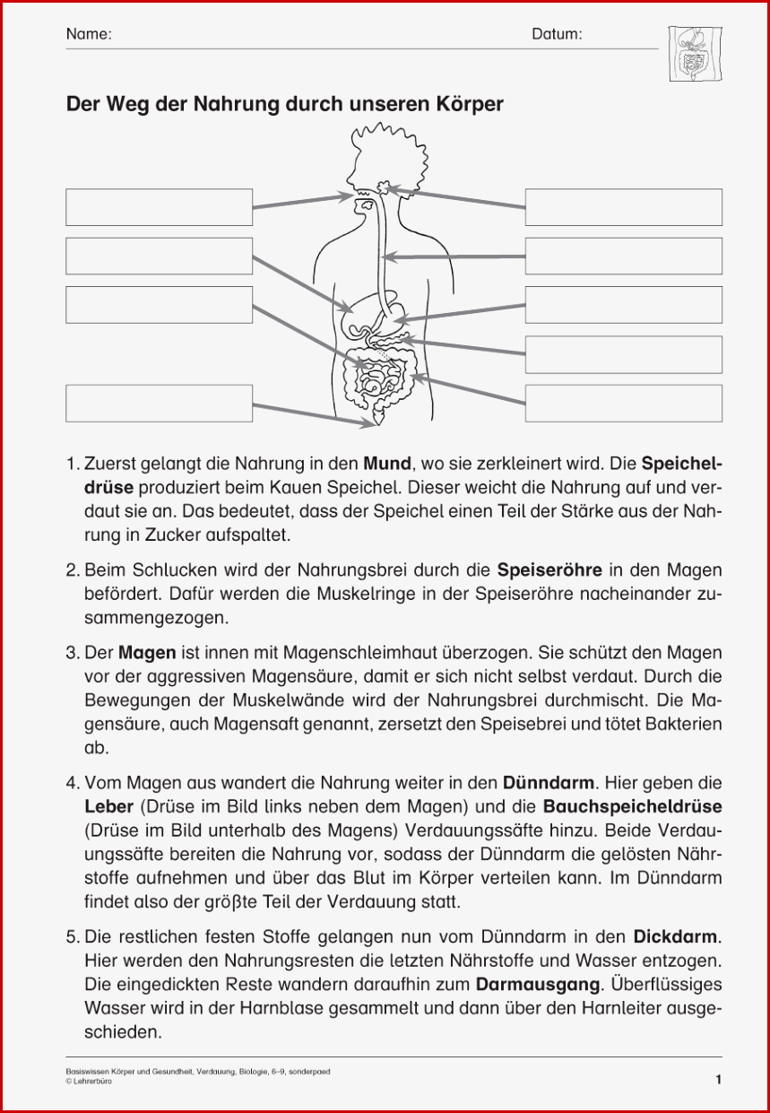 Verdauung Arbeitsblatt Grundschule