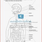 Verdauung Weg Der Nahrung Durch Den Körper Meinunterricht