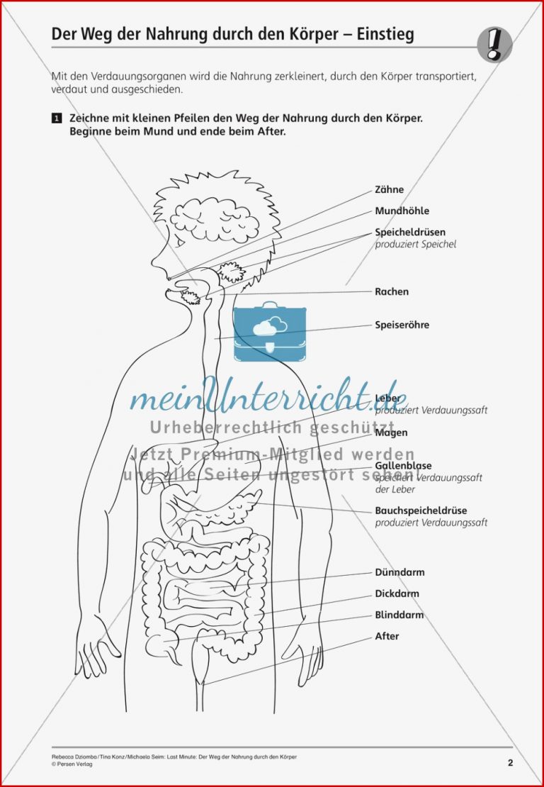 Verdauung Weg der Nahrung durch den Körper meinUnterricht