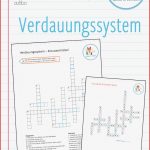 Verdauungsorgane Arbeitsblatt Neue Arbeitsblätter