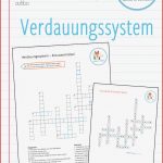 Verdauungsorgane Arbeitsblatt Neue Arbeitsblätter