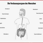 Verdauungsorgane Des Menschen by Nicolesudi Flipsnack