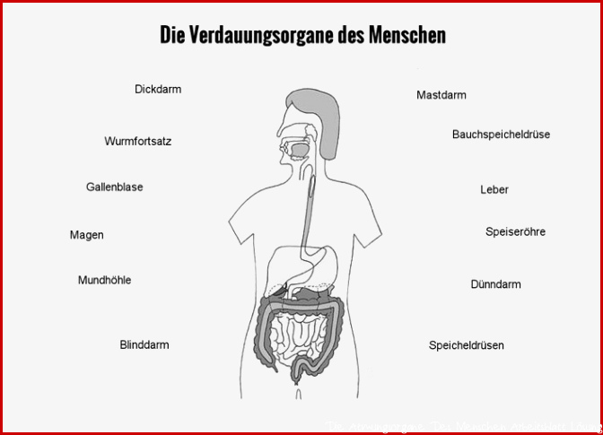 Verdauungsorgane des Menschen by Nicolesudi Flipsnack