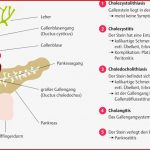 Verdauungssystem Mensch Arbeitsblatt