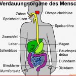 Verdauungssystem Mensch Arbeitsblatt