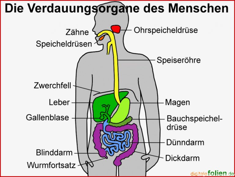 Verdauungssystem Mensch Arbeitsblatt