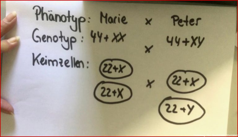 Vererbung Des Geschlechts