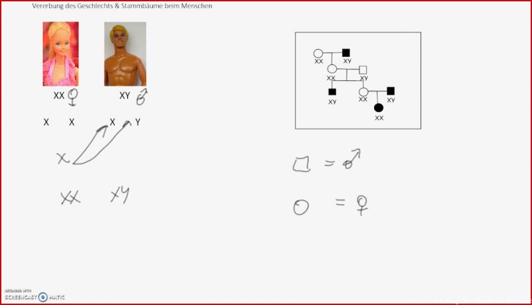Vererbung Des Geschlechts Und Stammbaum