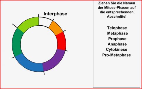 Vergleich Mitose Meiose