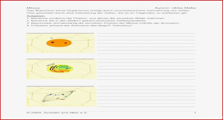 Vergleich Mitose Meiose Arbeitsblatt