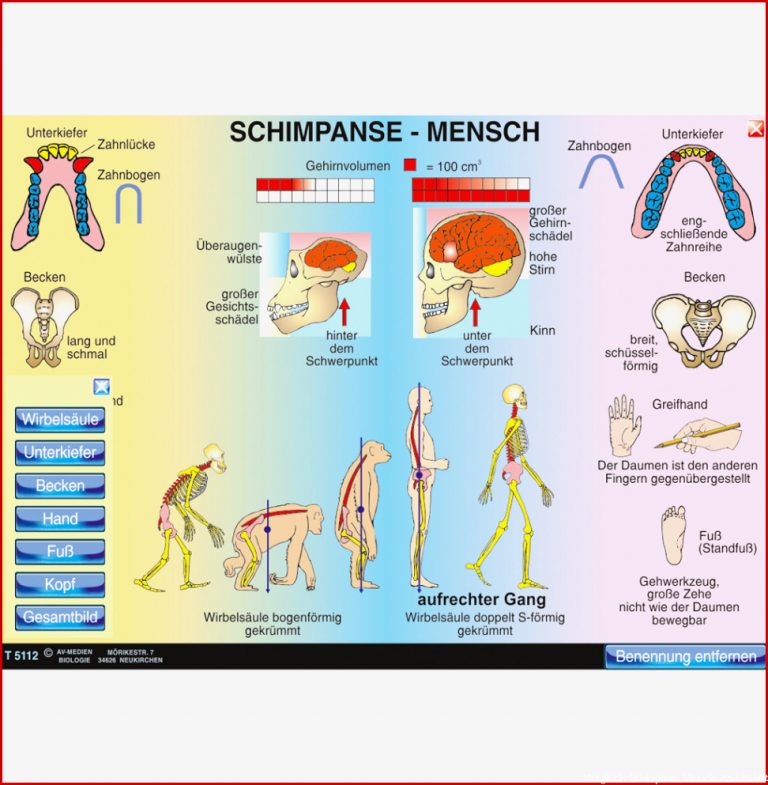 Vergleich Schimpanse Mensch St 5022