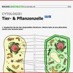 Vergleich Tierische Und Pflanzliche Zelle Arbeitsblatt