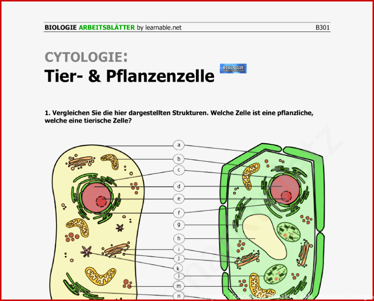 Vergleich Tierische Und Pflanzliche Zelle Arbeitsblatt