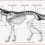 Vergleich Von Skelettaufbau Vom Menssh Und Vom Hund