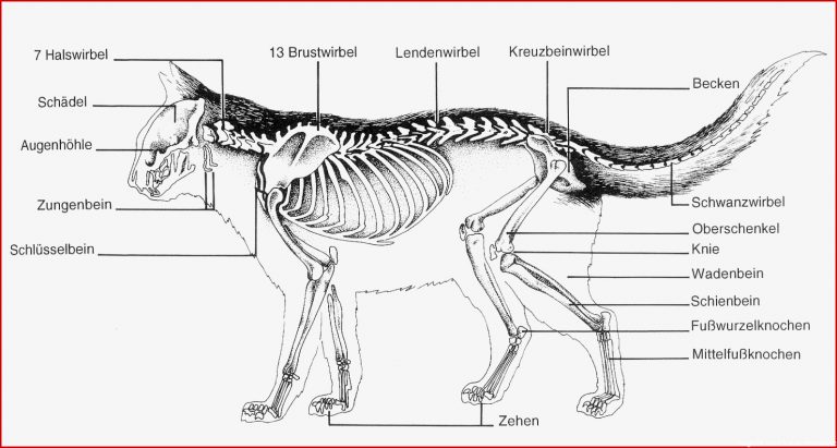 Vergleich von Skelettaufbau vom Menssh und vom Hund